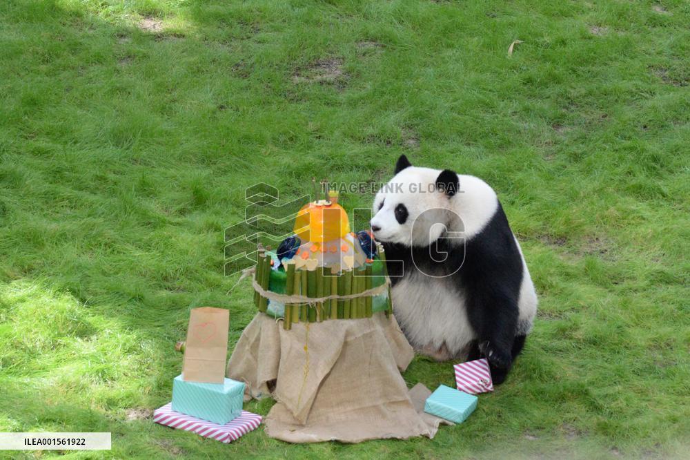 QATAR-DOHA-GIANT PANDA-SI HAI-BIRTHDAY