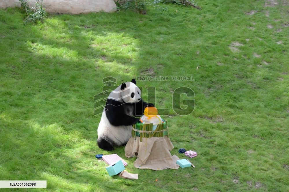 QATAR-DOHA-GIANT PANDA-SI HAI-BIRTHDAY