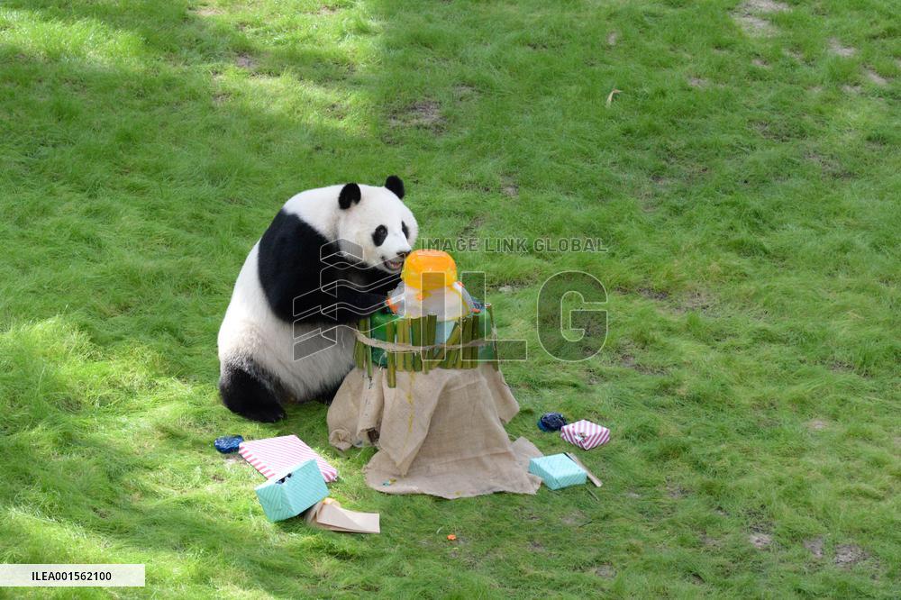 QATAR-DOHA-GIANT PANDA-SI HAI-BIRTHDAY