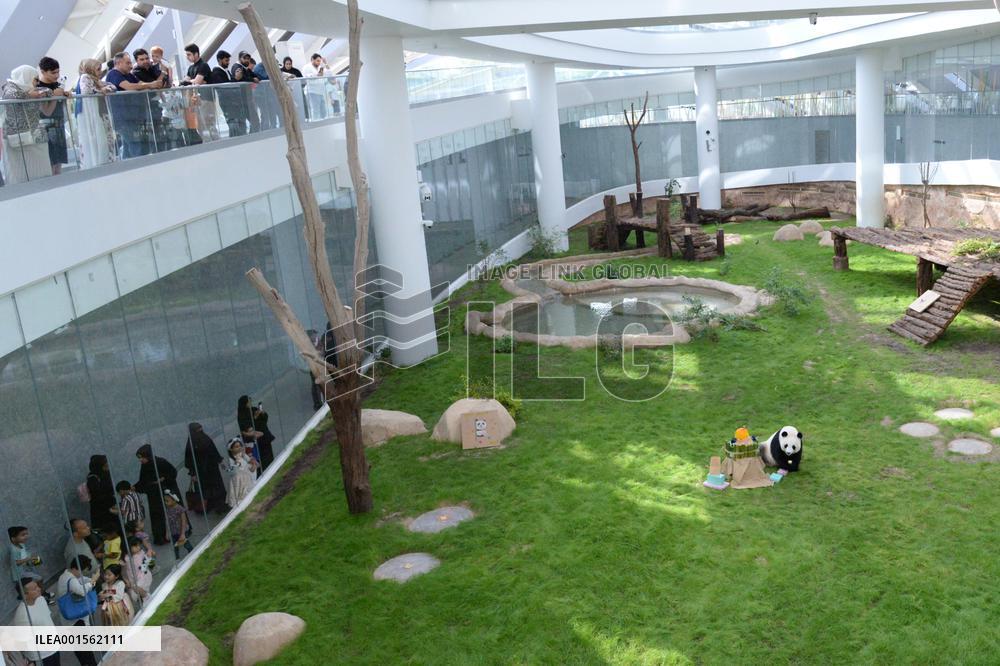 QATAR-DOHA-GIANT PANDA-SI HAI-BIRTHDAY