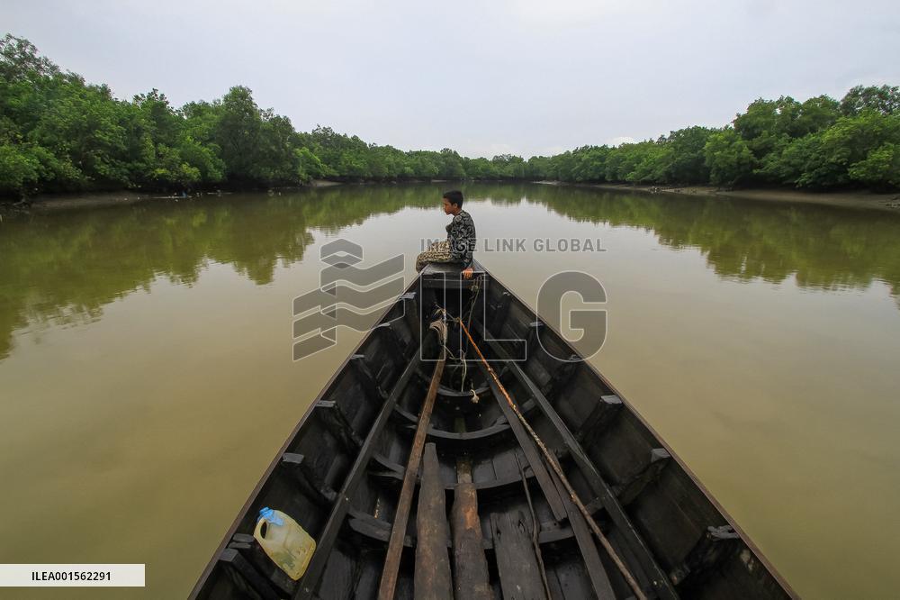 The Mangrove Wood A Natural Warmer - Indonesia