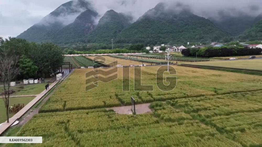 Mountain villagers' lives transformed by infusion of art