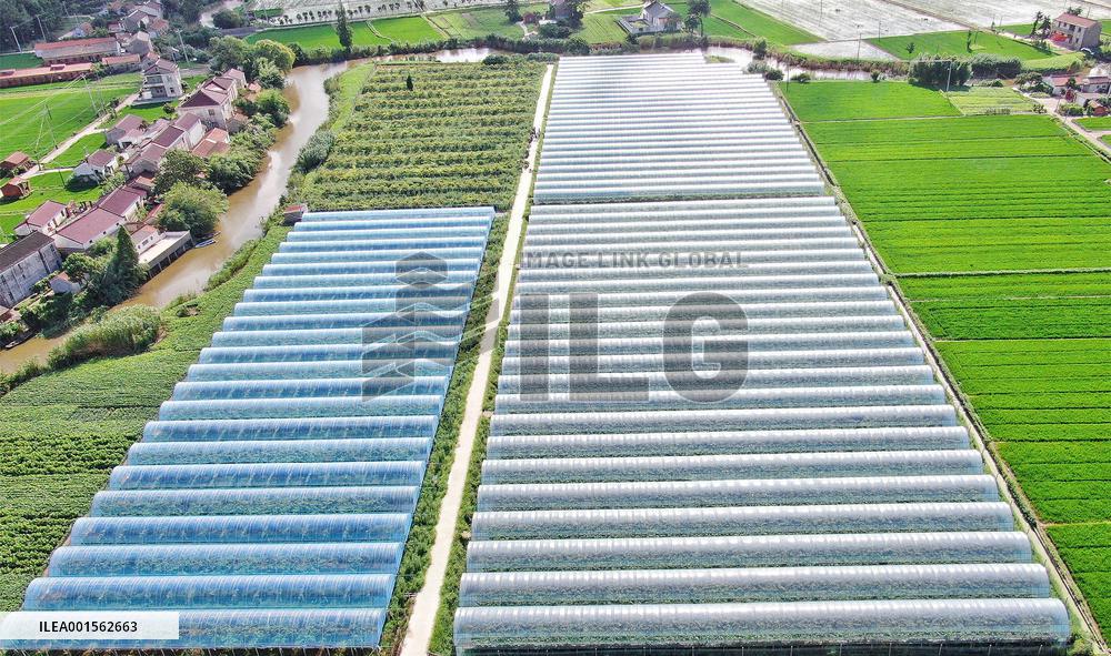 Agriculture Planting Base in Haian, China
