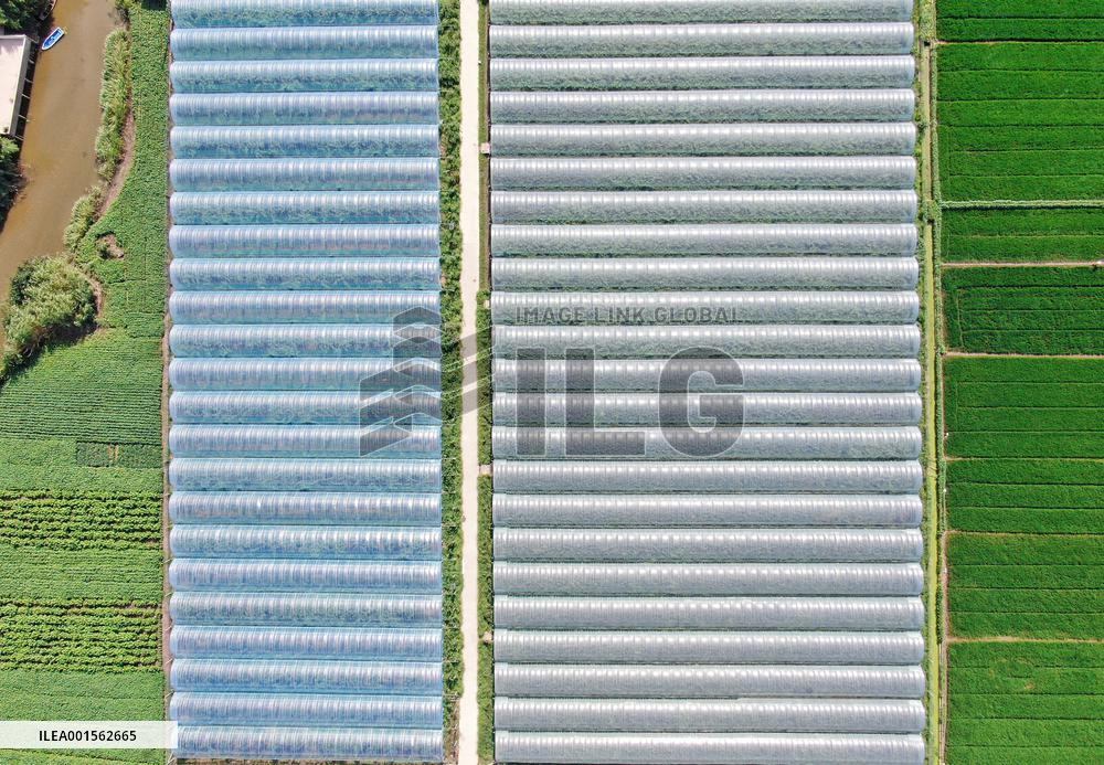 Agriculture Planting Base in Haian, China