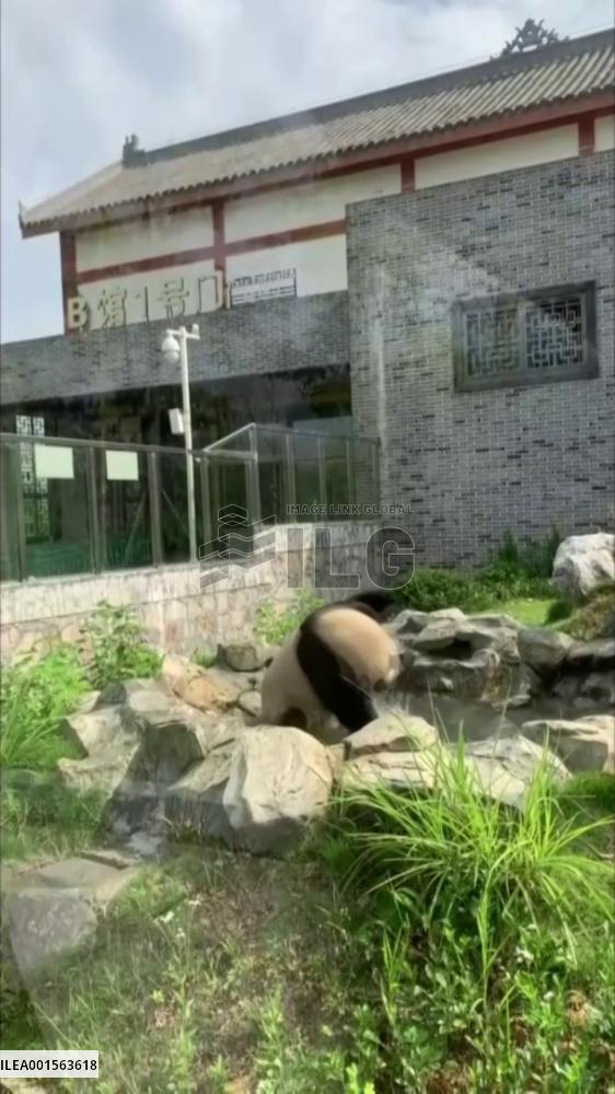 Giant pandas cool off amid summer heat in China's Hunan