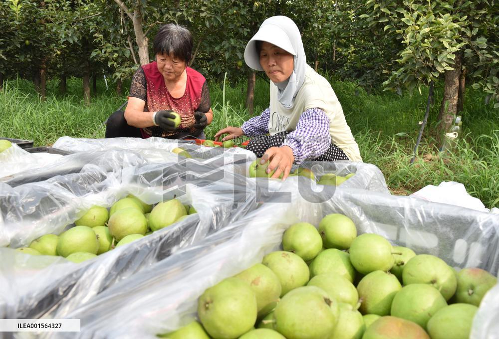 CHINA-HEBEI-WEIXIAN-PEAR FARMING (CN)