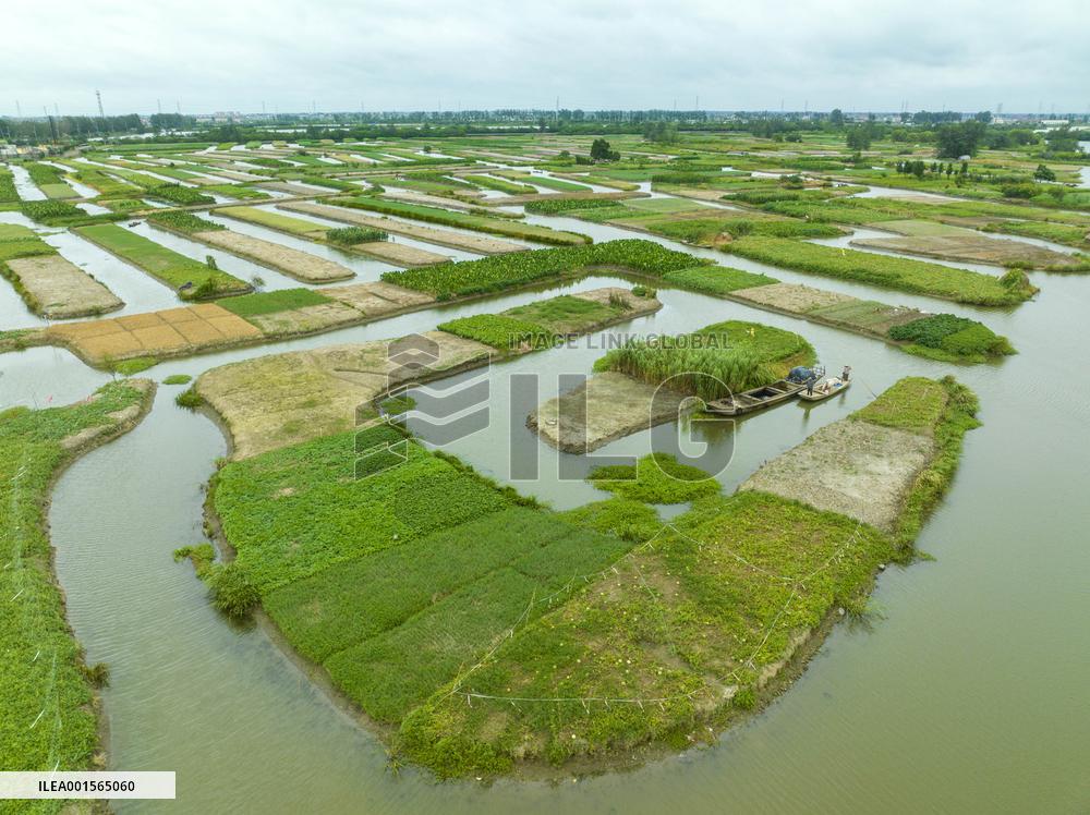 Globally Important Agricultural Heritage Site Xinghua Stack Field