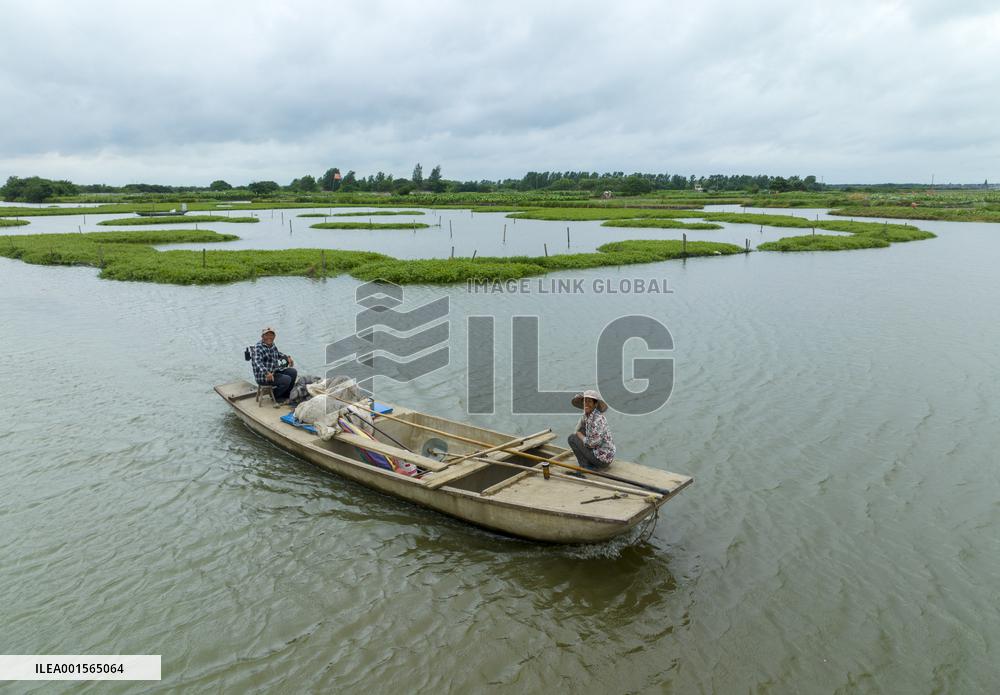 Globally Important Agricultural Heritage Site Xinghua Stack Field
