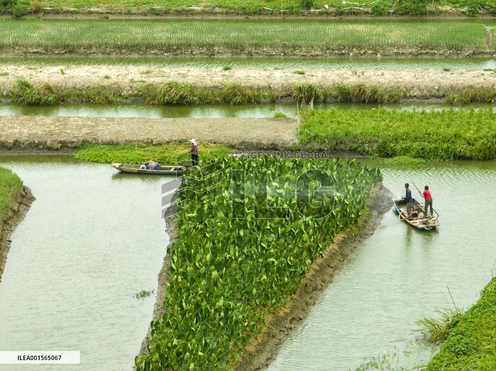 Globally Important Agricultural Heritage Site Xinghua Stack Field