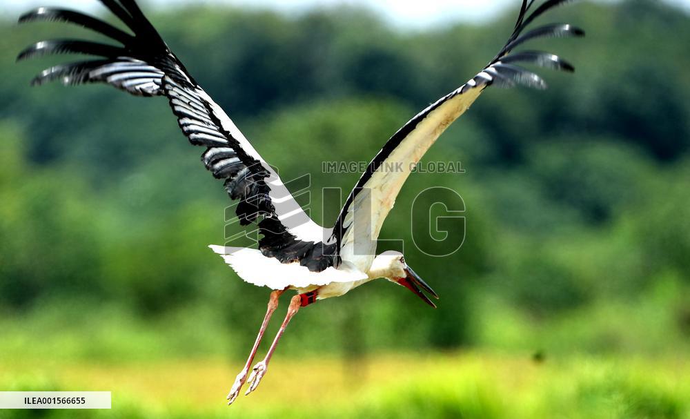 CHINA-JIANGXI-POYANG LAKE-MIGRATORY BIRDS PROTECTION (CN)