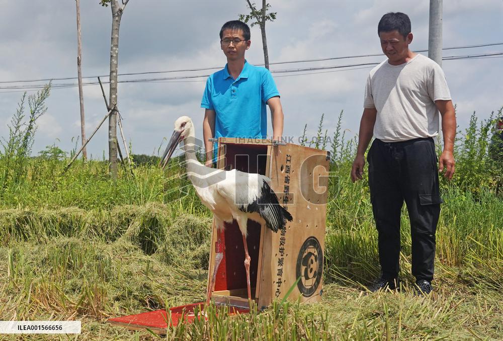 CHINA-JIANGXI-POYANG LAKE-MIGRATORY BIRDS PROTECTION (CN)
