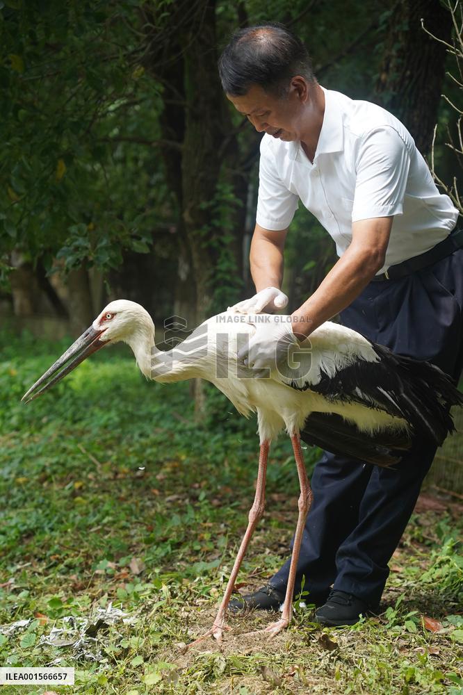 CHINA-JIANGXI-POYANG LAKE-MIGRATORY BIRDS PROTECTION (CN)