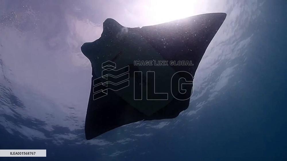 Manta ray-shaped bionic underwater vehicle used to monitor coral reef in S China