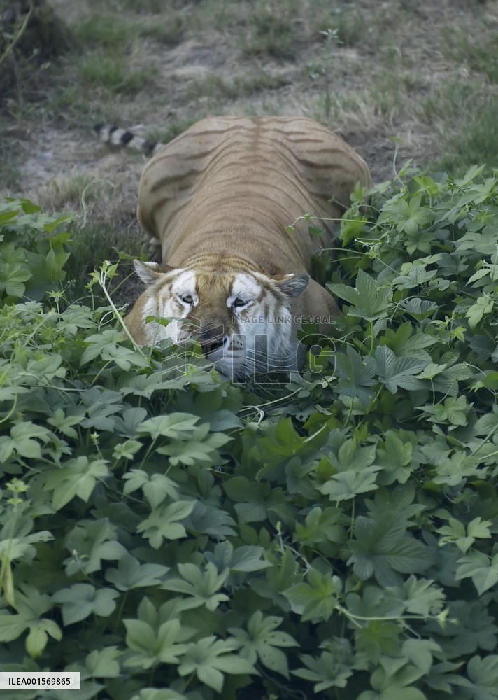 CHINA-HENAN-QINYANG-TIGERS (CN)