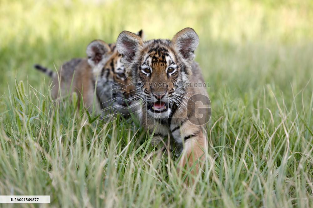 CHINA-HENAN-QINYANG-TIGERS (CN)