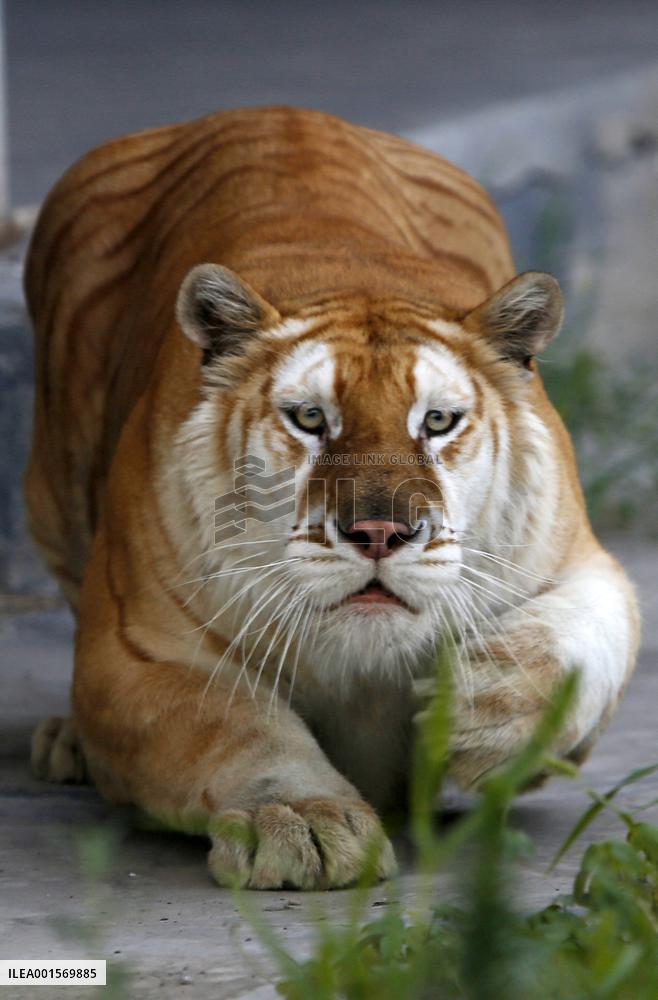 CHINA-HENAN-QINYANG-TIGERS (CN)