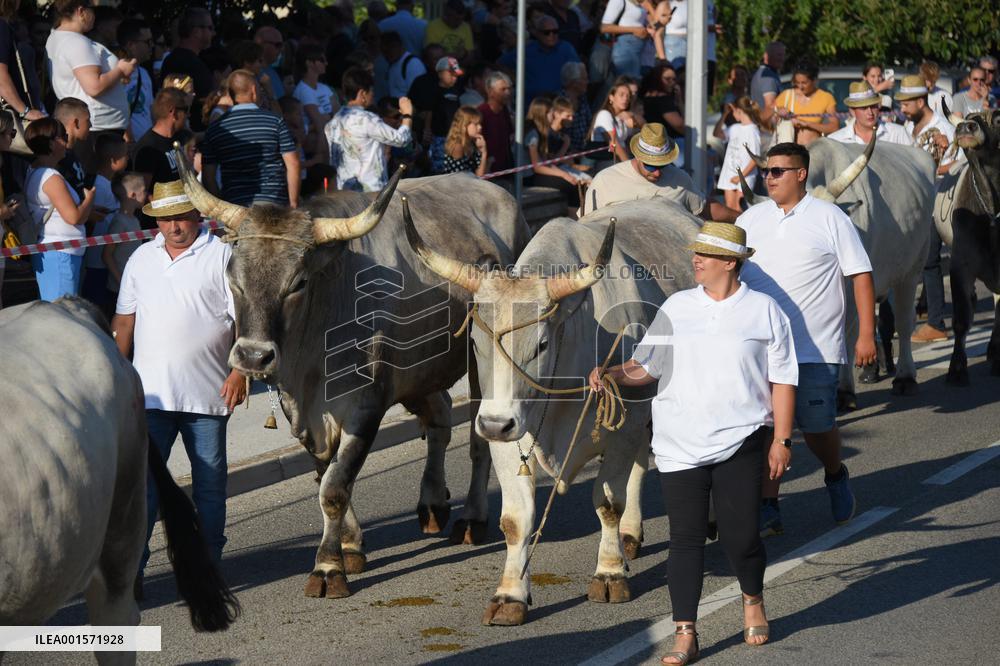 CROATIA-ISTRIA-OX FESTIVAL