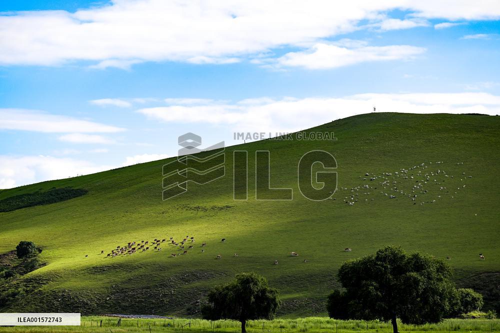 CHINA-INNER MONGOLIA-ULAN MOD GRASSLAND-HERDSMAN-SUMMER LIFE(CN)