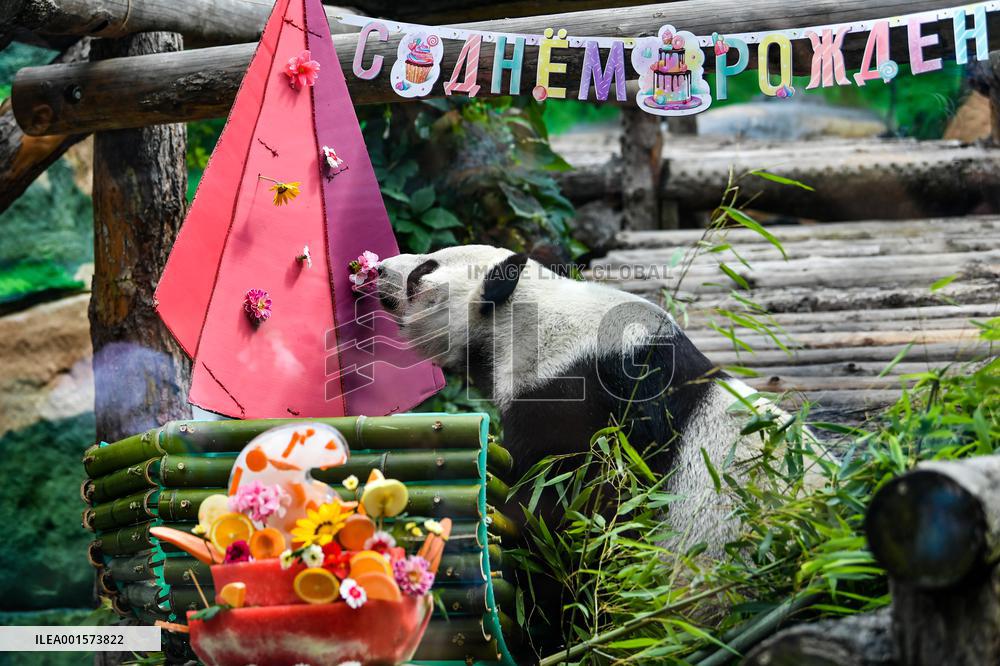RUSSIA-MOSCOW-GIANT PANDAS-BIRTHDAY
