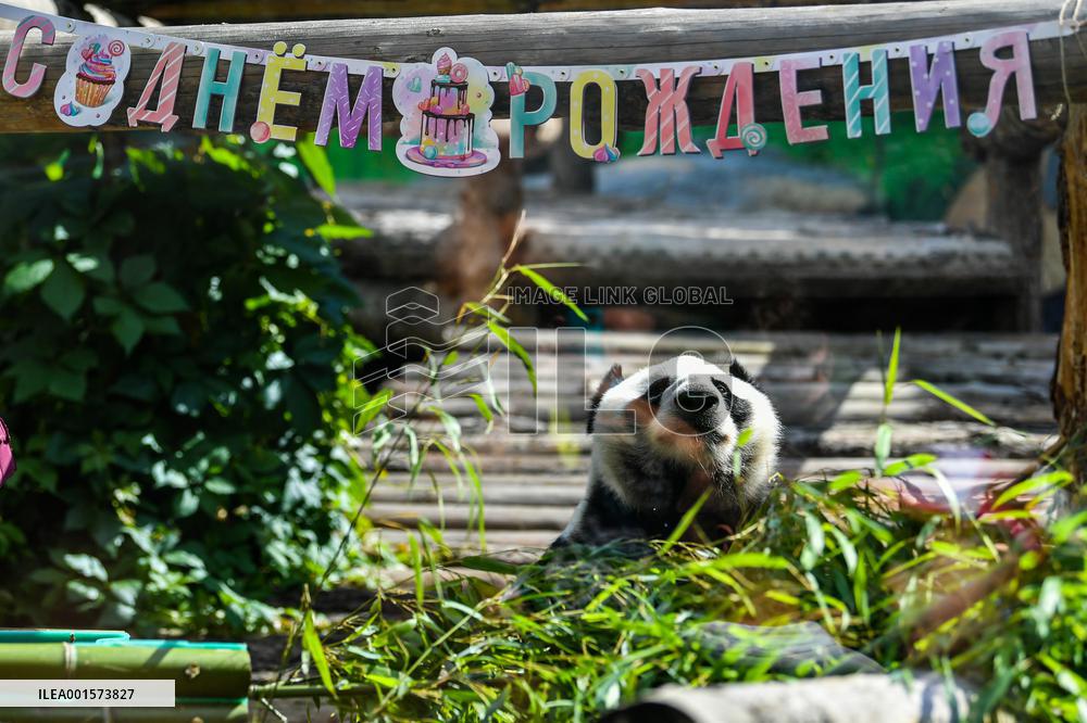 RUSSIA-MOSCOW-GIANT PANDAS-BIRTHDAY