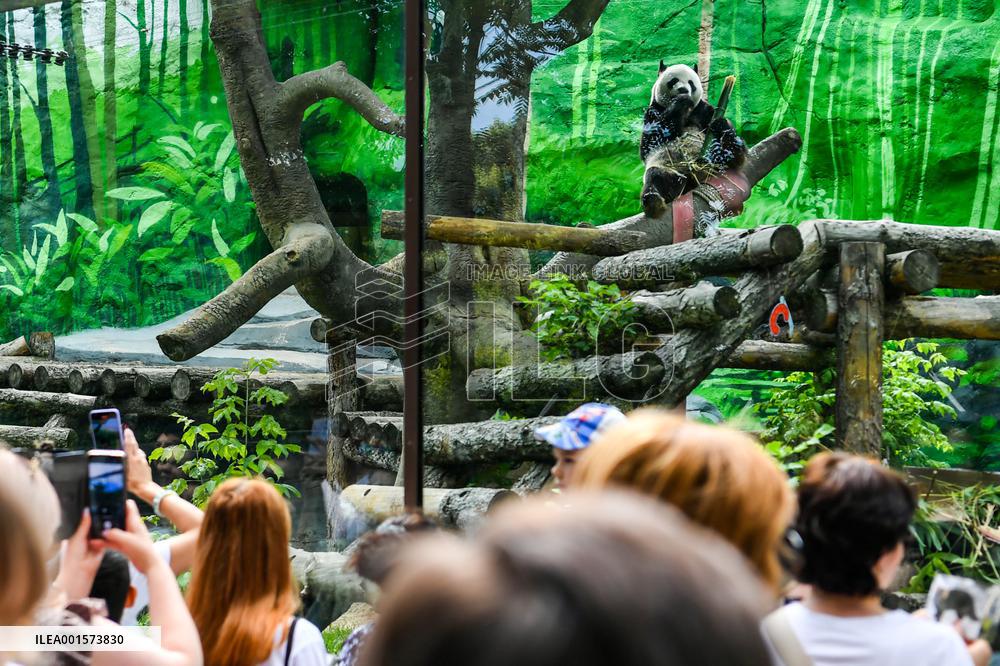 RUSSIA-MOSCOW-GIANT PANDAS-BIRTHDAY