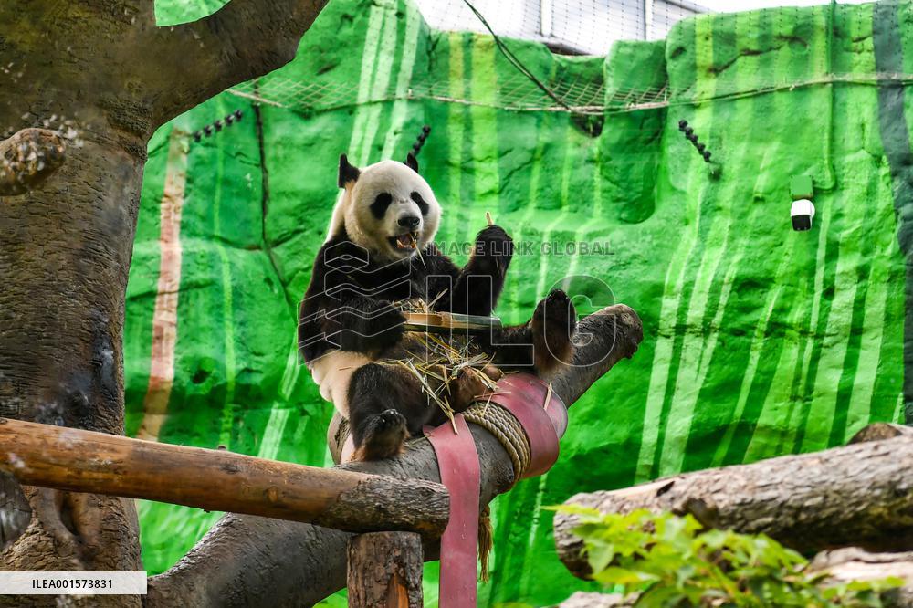 RUSSIA-MOSCOW-GIANT PANDAS-BIRTHDAY
