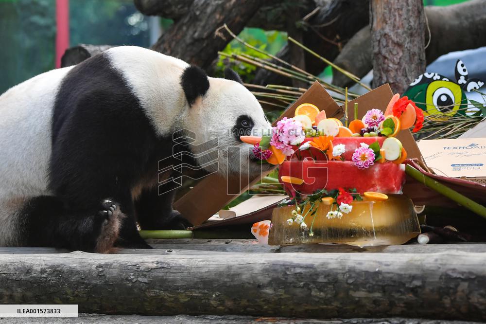 RUSSIA-MOSCOW-GIANT PANDAS-BIRTHDAY