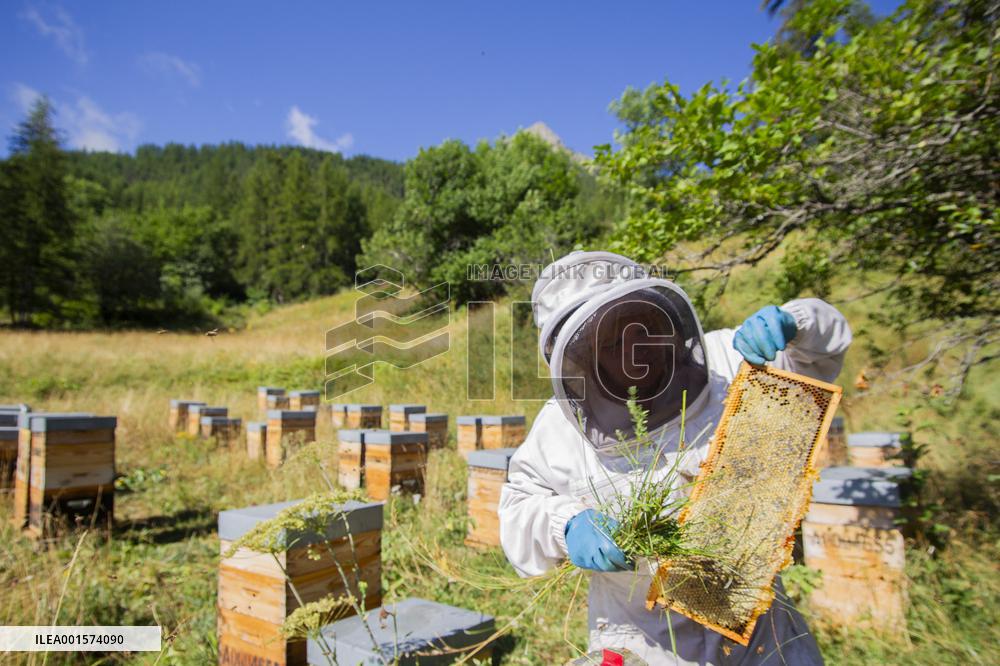 Beekeeping - Le Monetier-les-Bains