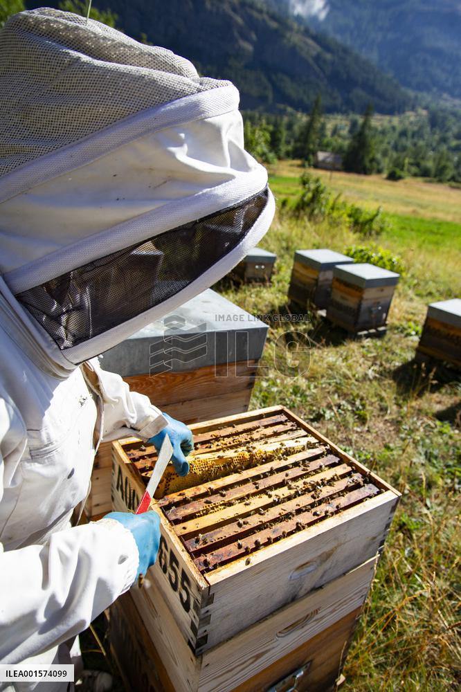 Beekeeping - Le Monetier-les-Bains