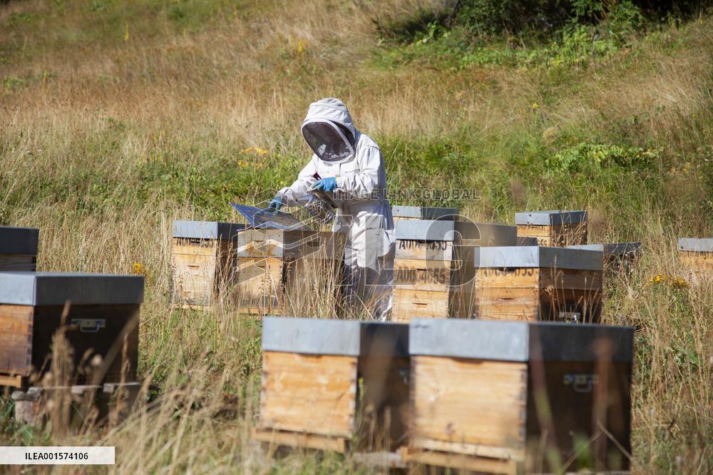 Beekeeping - Le Monetier-les-Bains