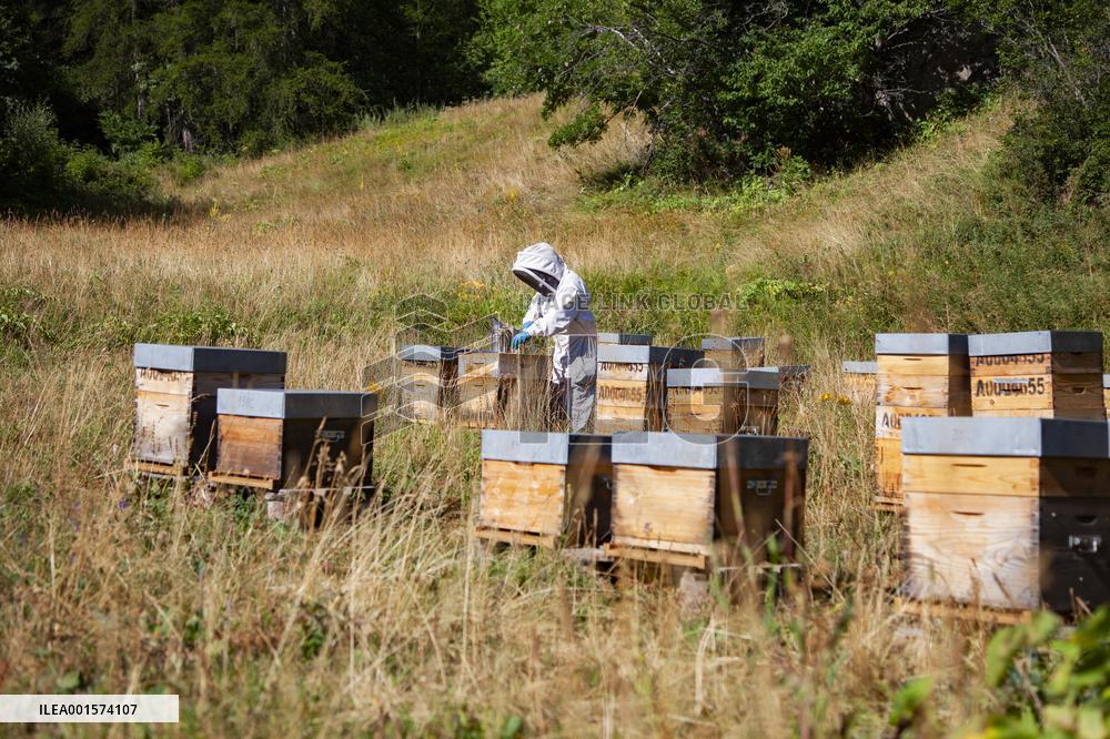 Beekeeping - Le Monetier-les-Bains