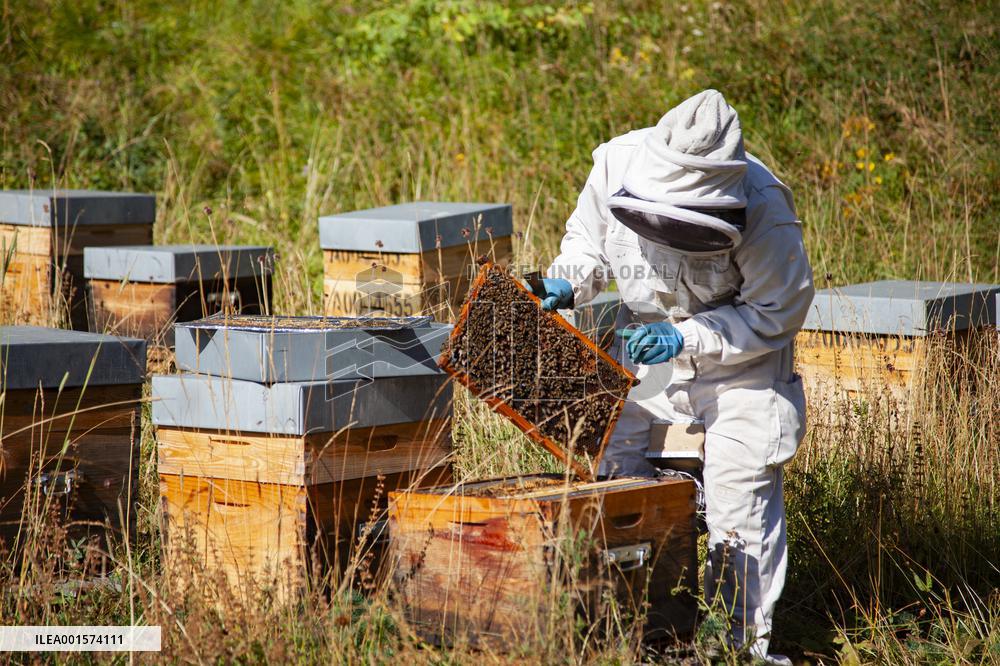 Beekeeping - Le Monetier-les-Bains
