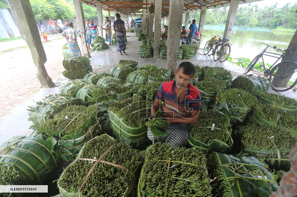 Harvesting Betel Leaves In Bangladesh