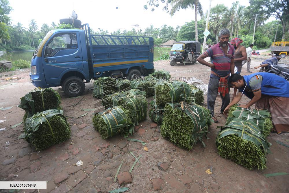 Harvesting Betel Leaves In Bangladesh