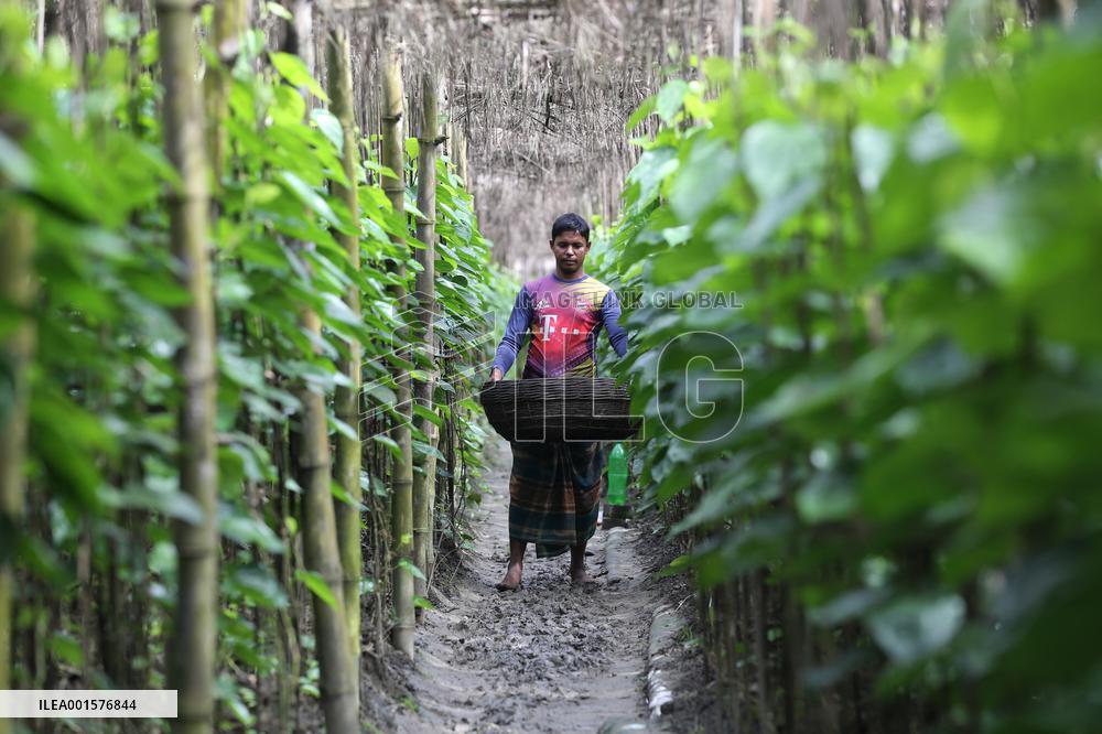 Harvesting Betel Leaves In Bangladesh