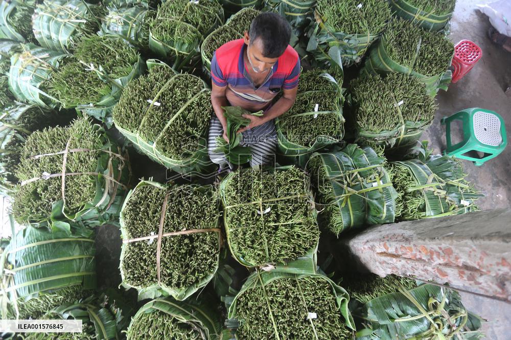 Harvesting Betel Leaves In Bangladesh