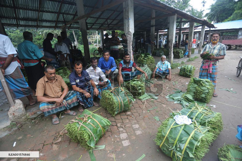 Harvesting Betel Leaves In Bangladesh