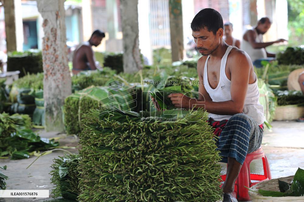 Harvesting Betel Leaves In Bangladesh