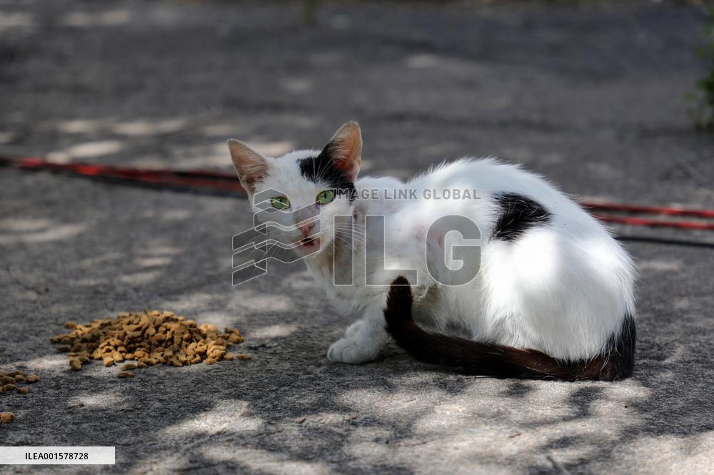Feeding cats in Donetsk Region