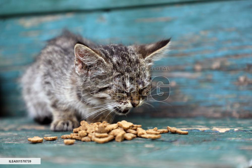 Feeding cats in Donetsk Region