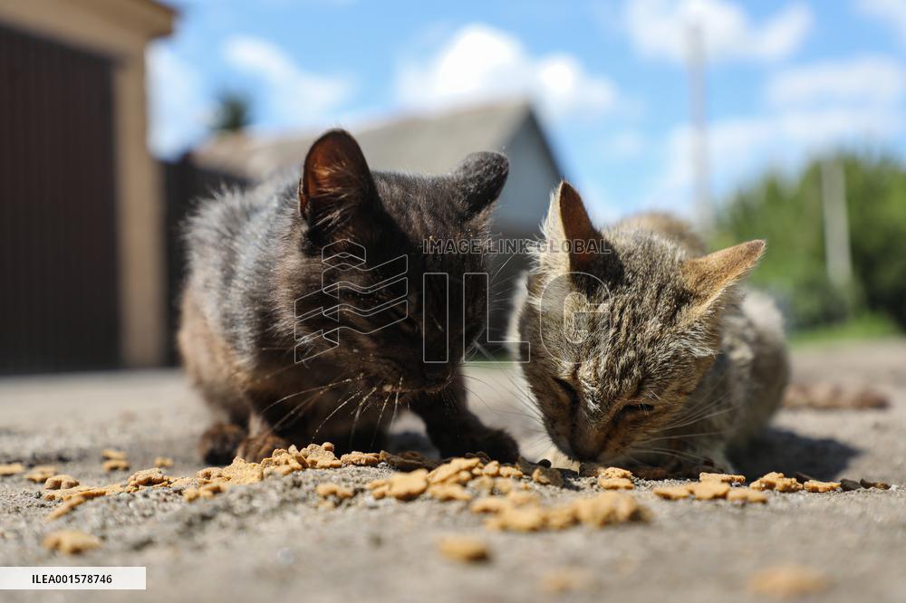 Feeding cats in Donetsk Region