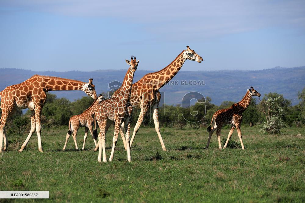 KENYA-NATURE-SCENERY