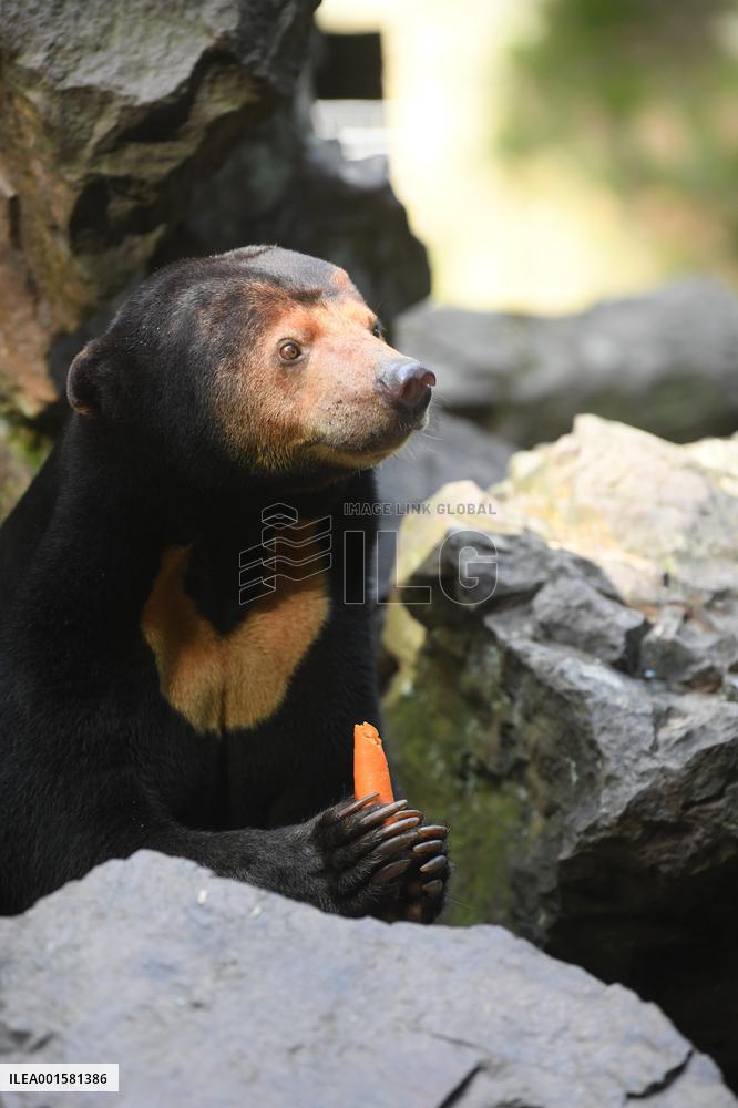 CHINA-ZHEJIANG-HANGZHOU-SUN BEAR(CN)