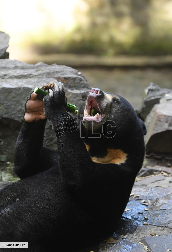 CHINA-ZHEJIANG-HANGZHOU-SUN BEAR(CN)
