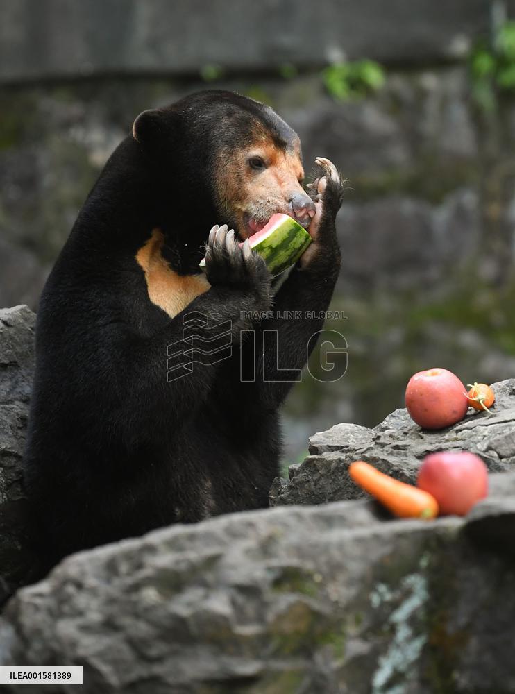 CHINA-ZHEJIANG-HANGZHOU-SUN BEAR(CN)
