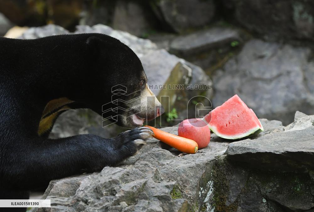 CHINA-ZHEJIANG-HANGZHOU-SUN BEAR(CN)