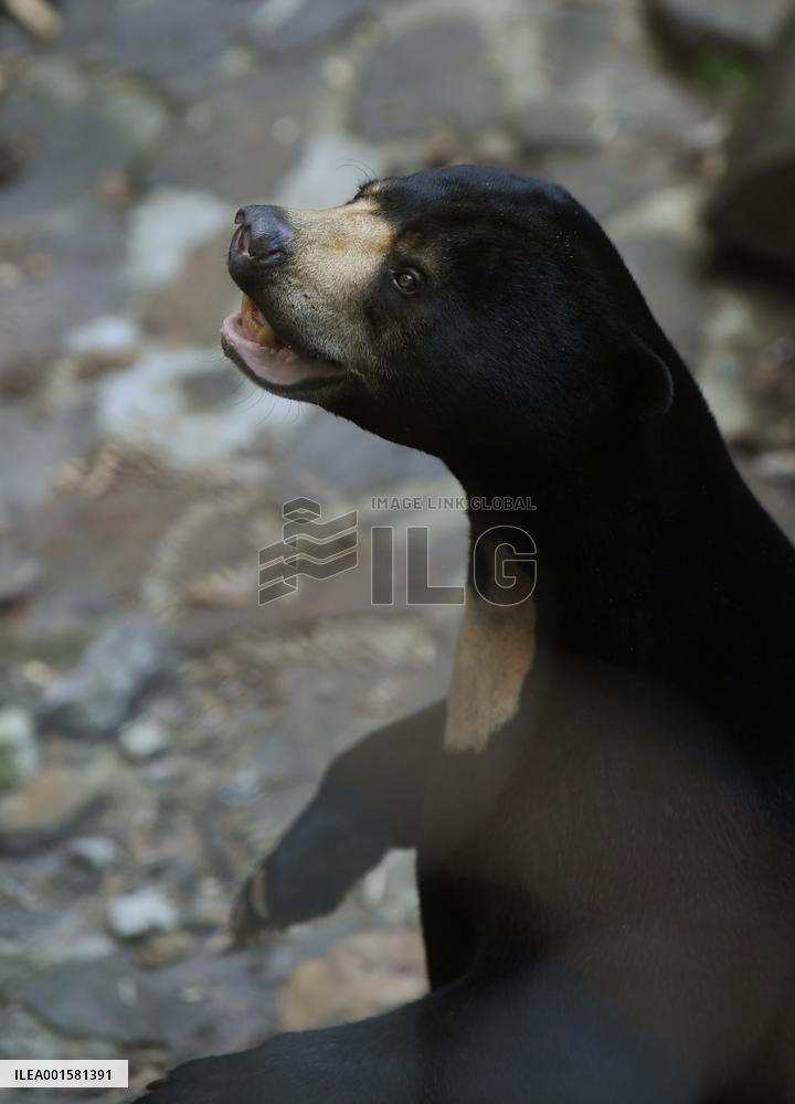 CHINA-ZHEJIANG-HANGZHOU-SUN BEAR(CN)