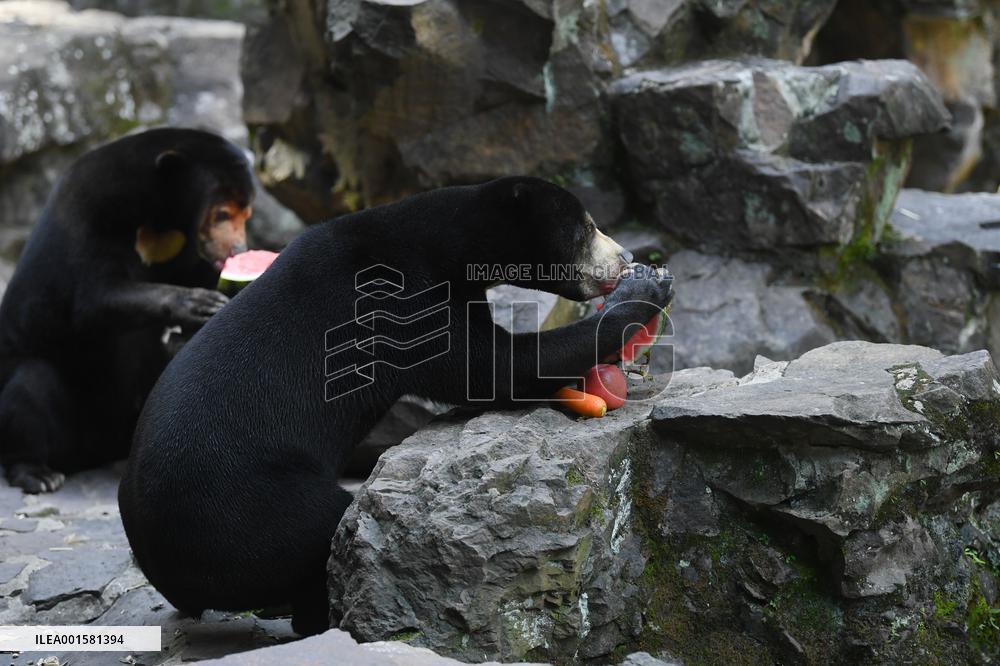 CHINA-ZHEJIANG-HANGZHOU-SUN BEAR(CN)