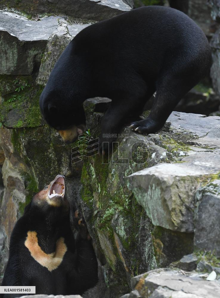 CHINA-ZHEJIANG-HANGZHOU-SUN BEAR(CN)