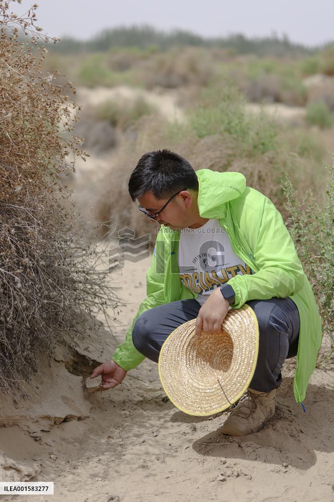 CHINA-XINJIANG-TAKLIMAKAN DESERT-QIRA COUNTY-SAND PREVENTION-SCIENTIST (CN)